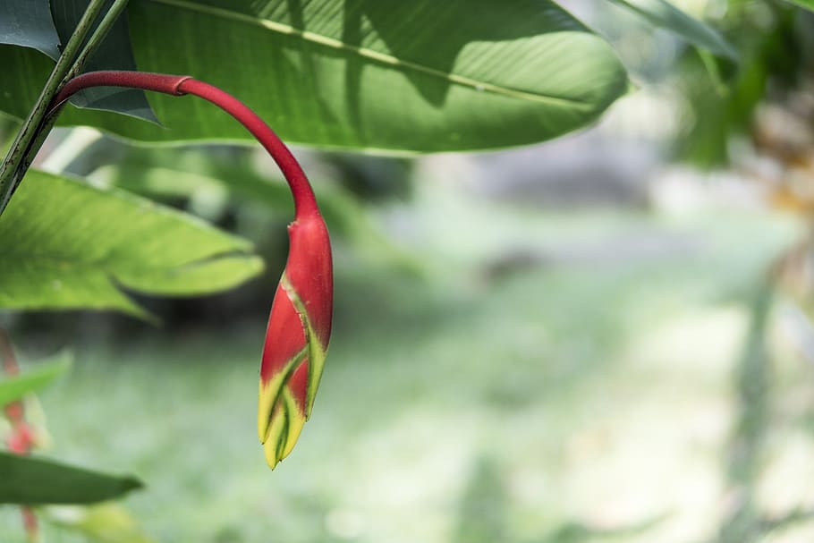 red, plant, growth, plant part, leaf, close-up, focus on foreground HD wallpaper