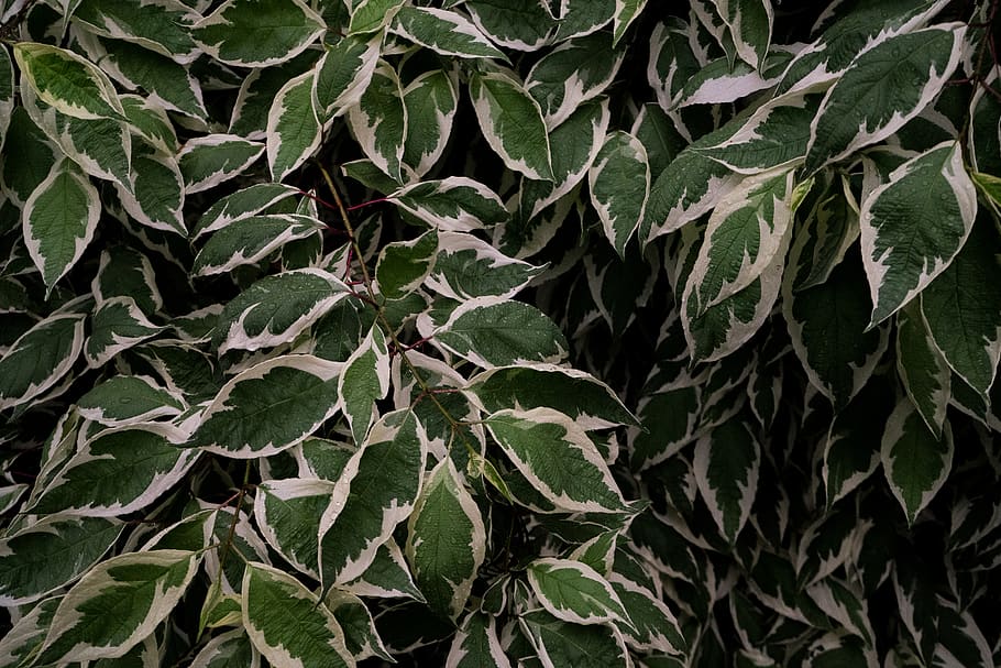 leafs, plants, abstract, nature, street, street photography HD wallpaper