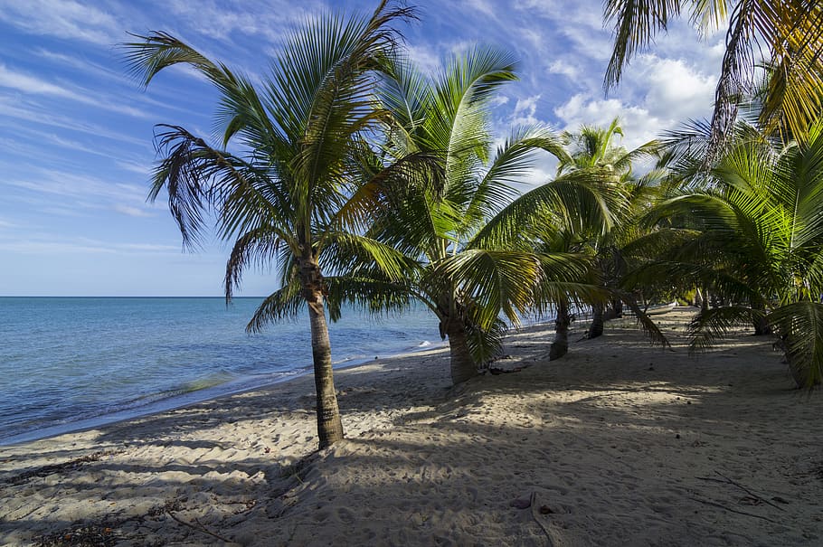 palms, beach, sea, paradise, sand, travel, vacation, relax HD wallpaper