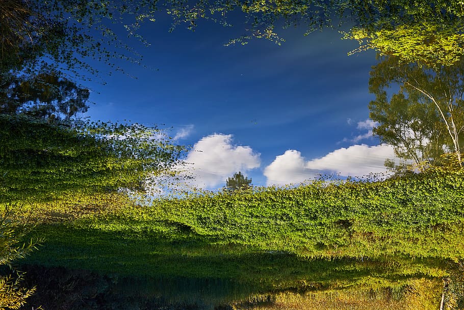 plant, sky, green color, cloud - sky, tree, growth, nature HD wallpaper