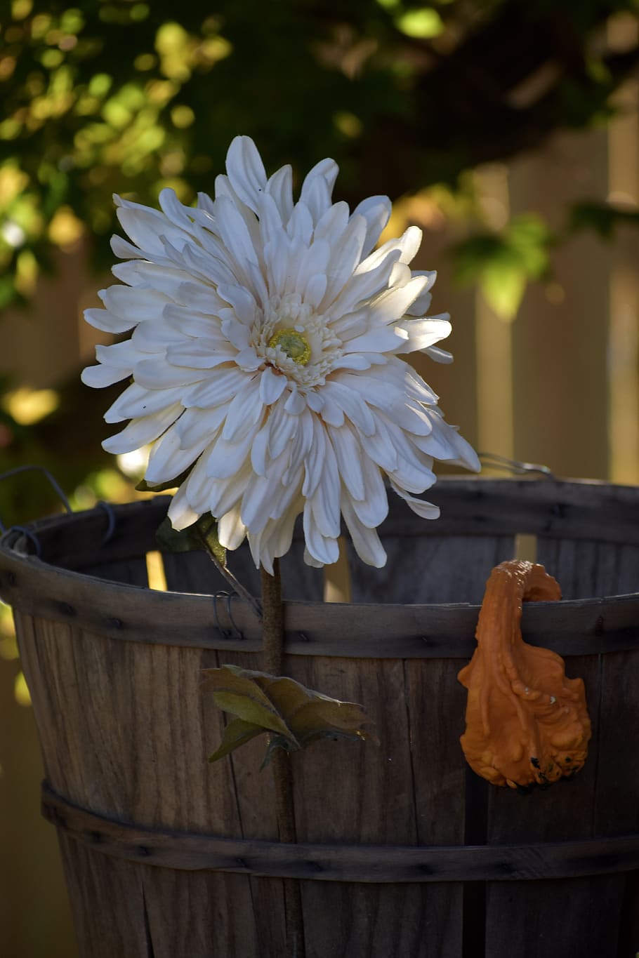 flower, daisy, petals, squash, orange, bumpy, basket, barrel HD wallpaper