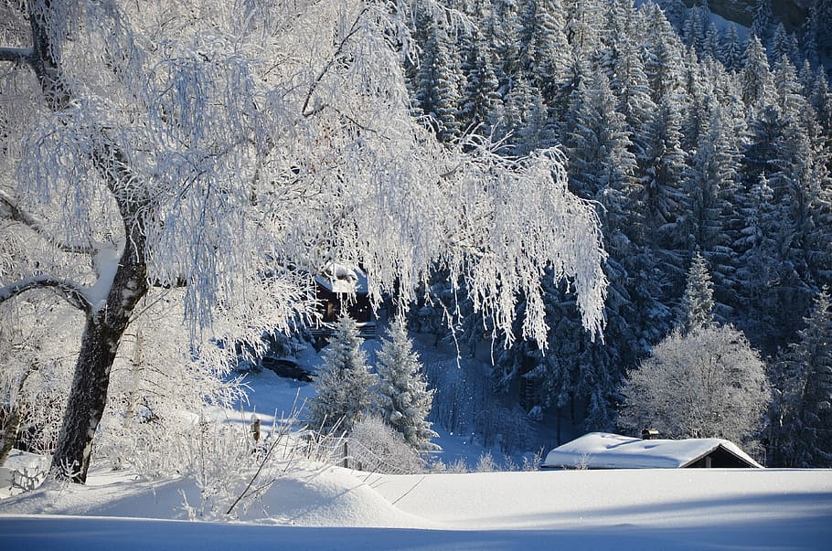winter, tree, landscape, snow, cold, winter dream, cold temperature HD wallpaper