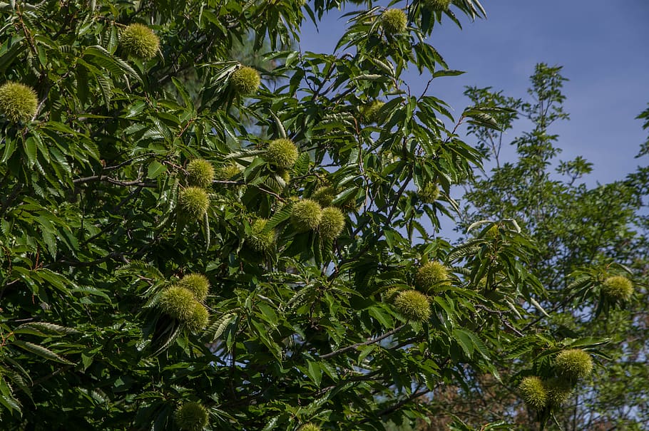 chestnuts, fall, bug, thorny, forest, plant, growth, tree, green color HD wallpaper