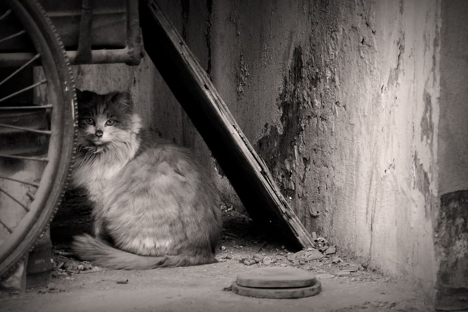 cat, china, mammal, one animal, domestic, pets, domestic animals HD wallpaper