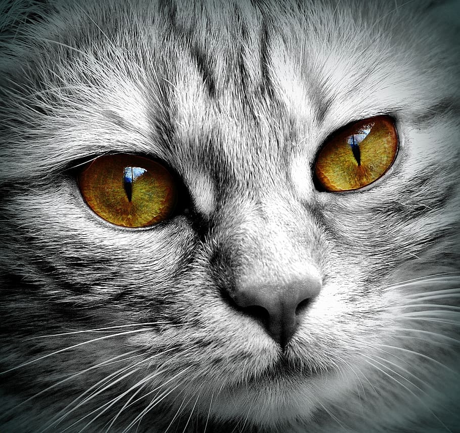 cat, face, tiger, close up, eyes, face cat, pet, kitten, head HD wallpaper