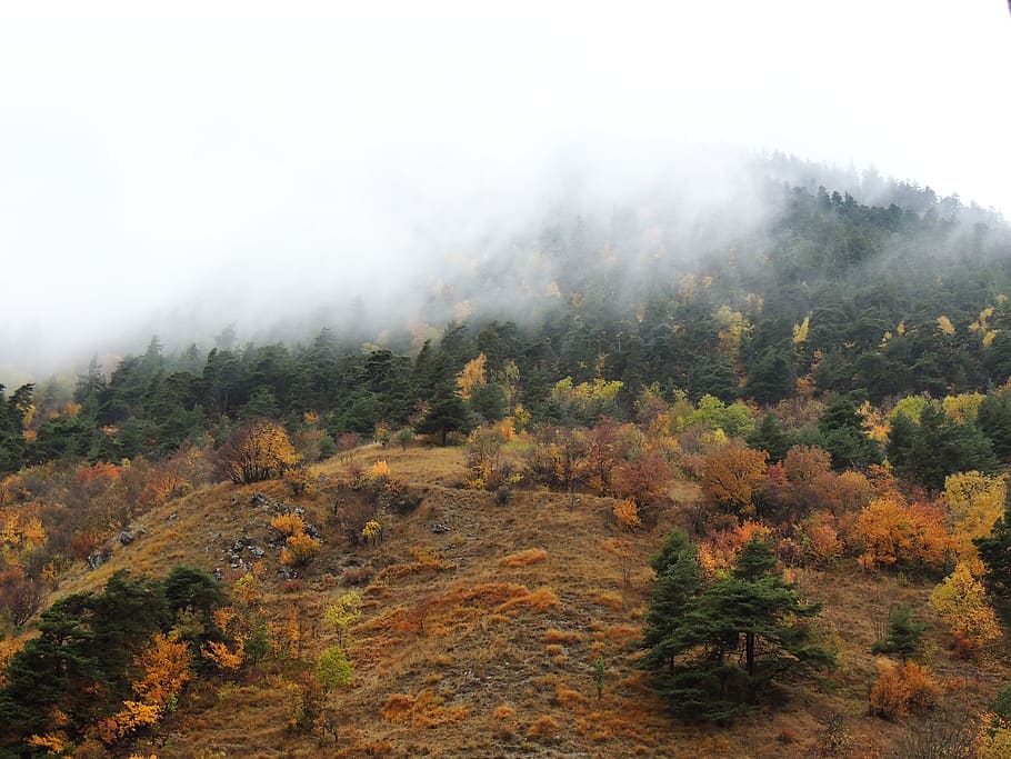 france, modane, autumn, fall, tree, cloudy, mountain, forest HD wallpaper
