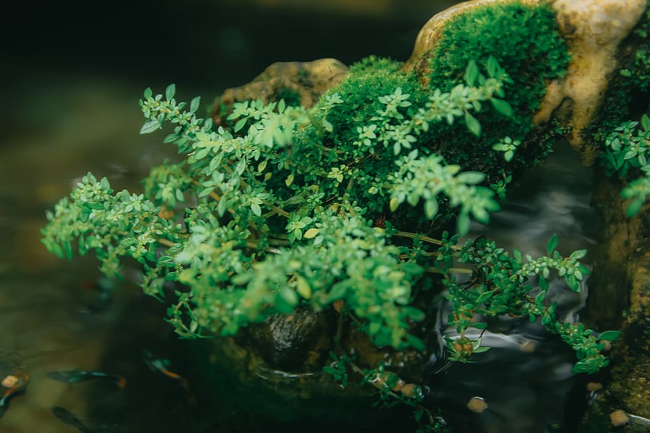 Macro Photography of Green Plant, blurred background, bright HD wallpaper