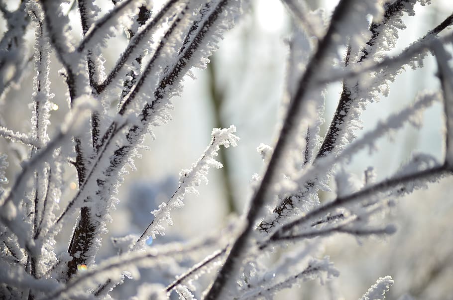 frost, winter, aesthetic, cold temperature, snow, plant, no people