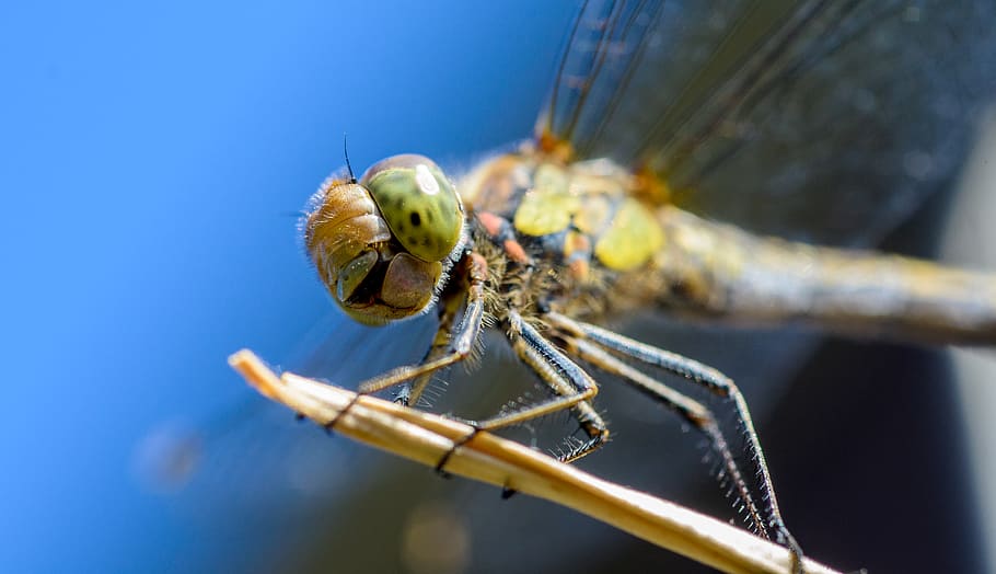 dragonfly, insect, macro, closeup, summer, bright, blue, colorful HD wallpaper