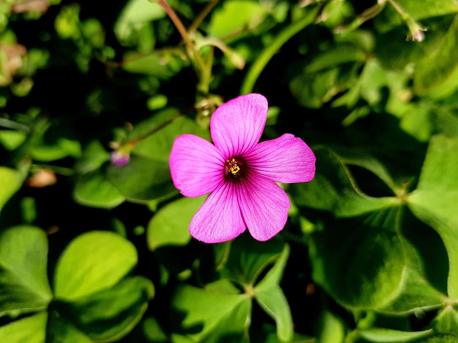 trabzon, akçaabat, aqil, spring, beautiful, garden, macro HD wallpaper