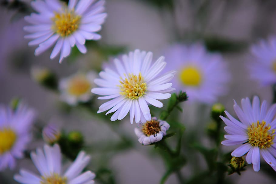 Daisy Flowers Shallow Focus Photography, bloom, blooming, blossom HD wallpaper