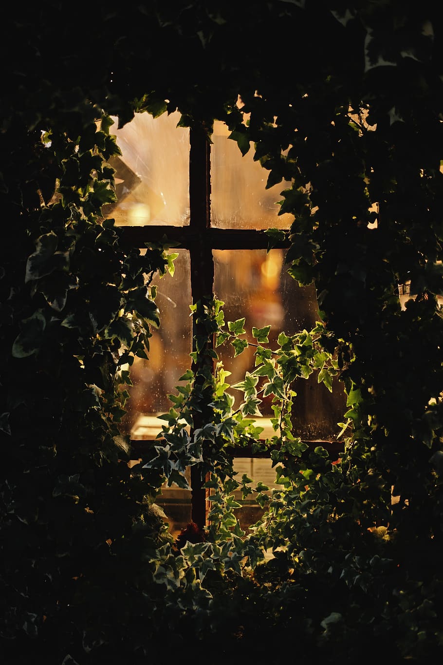 window with vines, plant, growth, nature, sunlight, no people HD wallpaper
