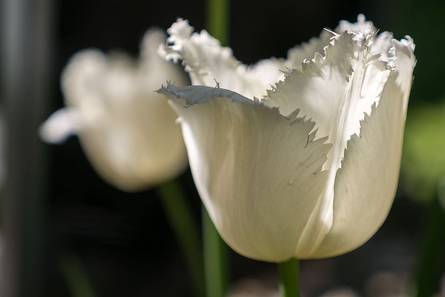 tulip, white, spring, flower, flora, nature, frühlingsanfang HD wallpaper