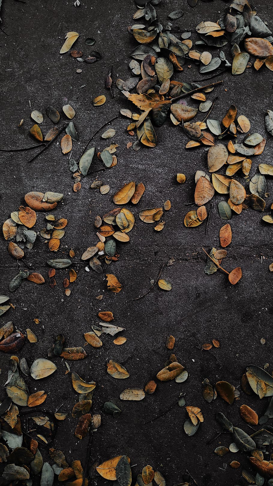 ground, asphalt, tarmac, leaf, plant, rug, 193, coimbatore HD wallpaper