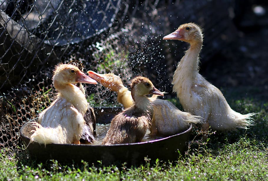 installments, bathroom, water, play, cute, yellow, funny, group of animals HD wallpaper