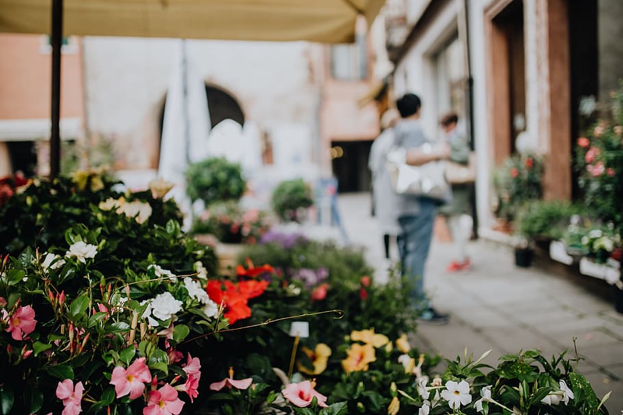 Flower shop in Castelfranco Veneto, Italy, flowers, blooming