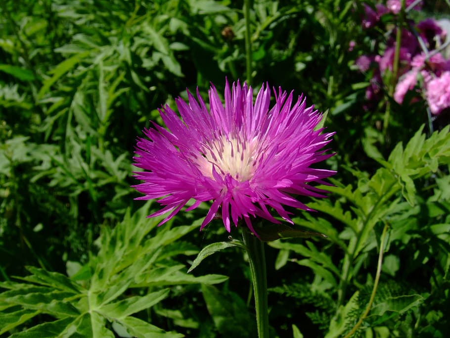 flower, garden, flora, plant, flowering plant, growth, beauty in nature HD wallpaper