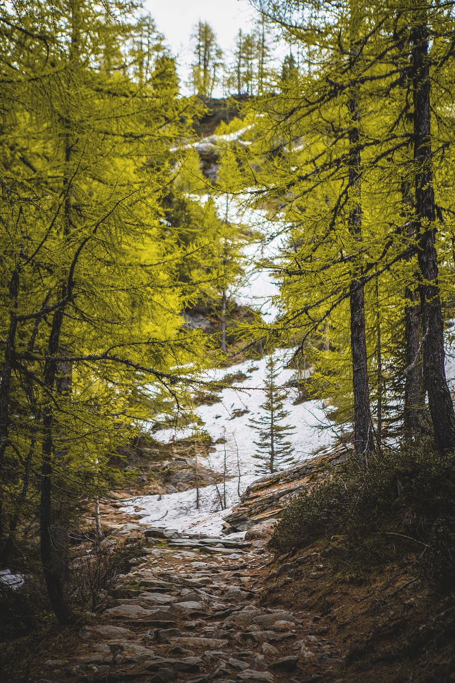 tree, plant, conifer, abies, fir, larch, france, chamonix, trees HD wallpaper