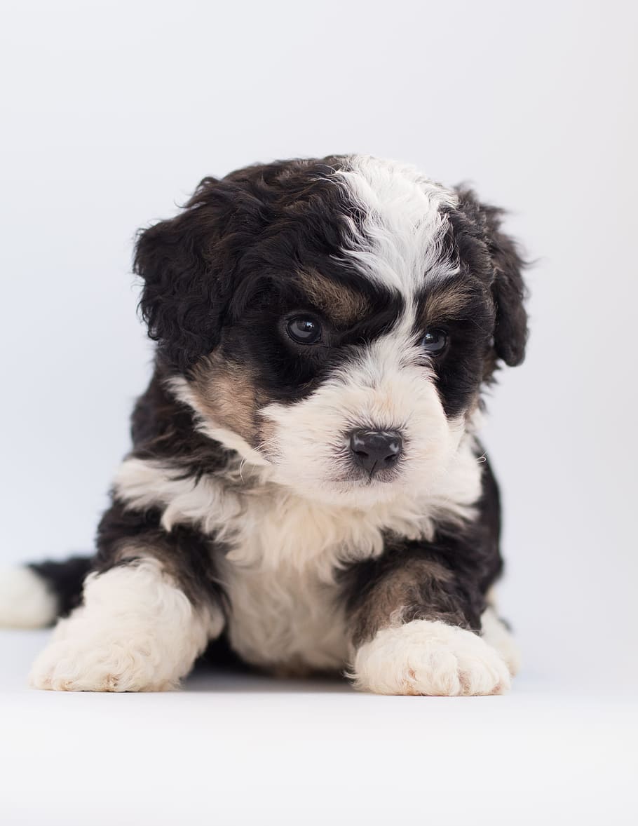 Civic tonehøjde End HD wallpaper: Black and White Poodle Puppy, adorable, animal, bernedoodle,  bernese mountain dog | Wallpaper Flare