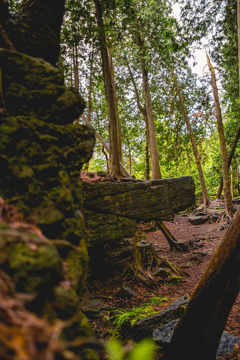 trees, forest, green, nature, plant, tree trunk, land, growth HD wallpaper