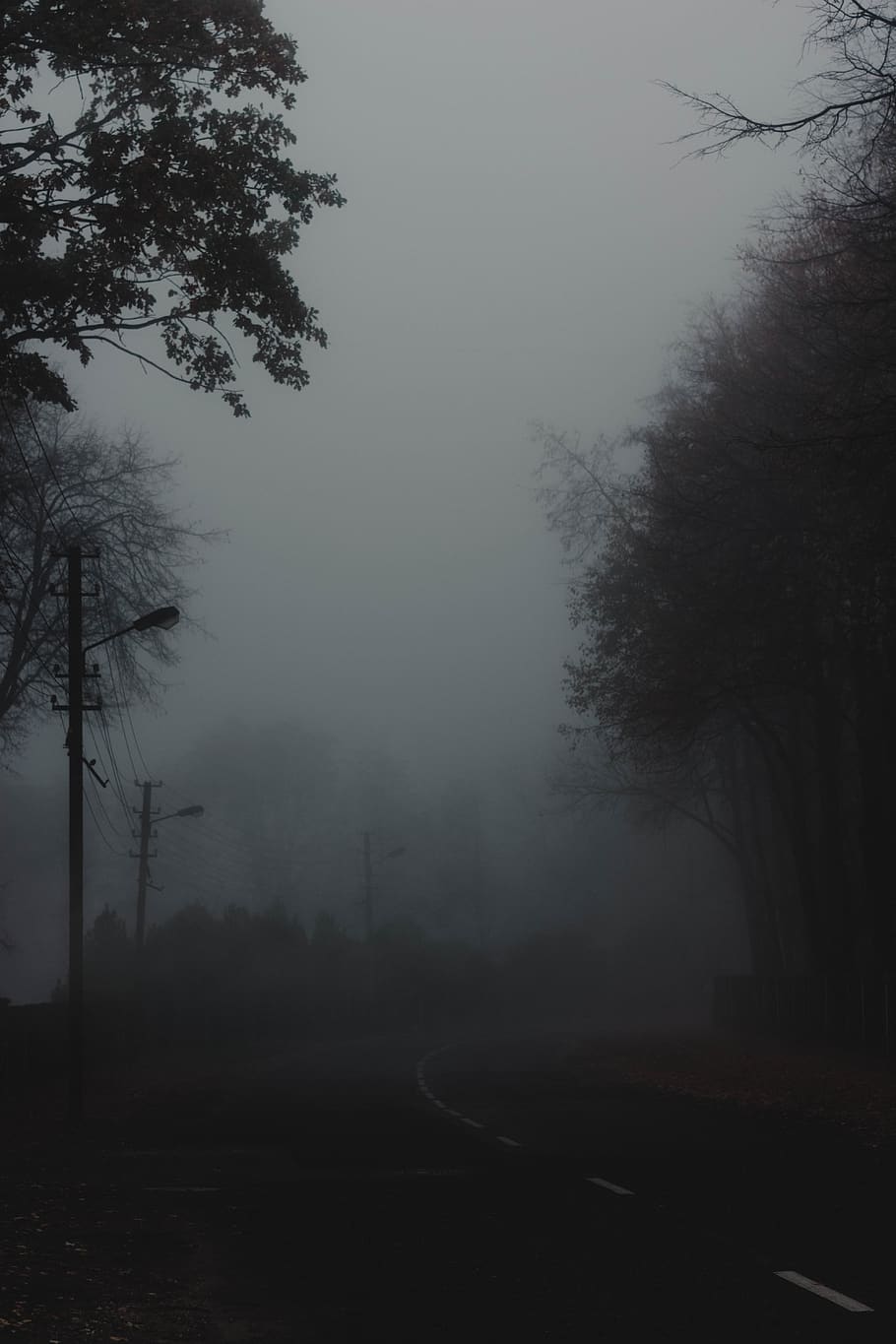 lithuania, kaunas, tree, plant, fog, nature, tranquility, sky HD wallpaper