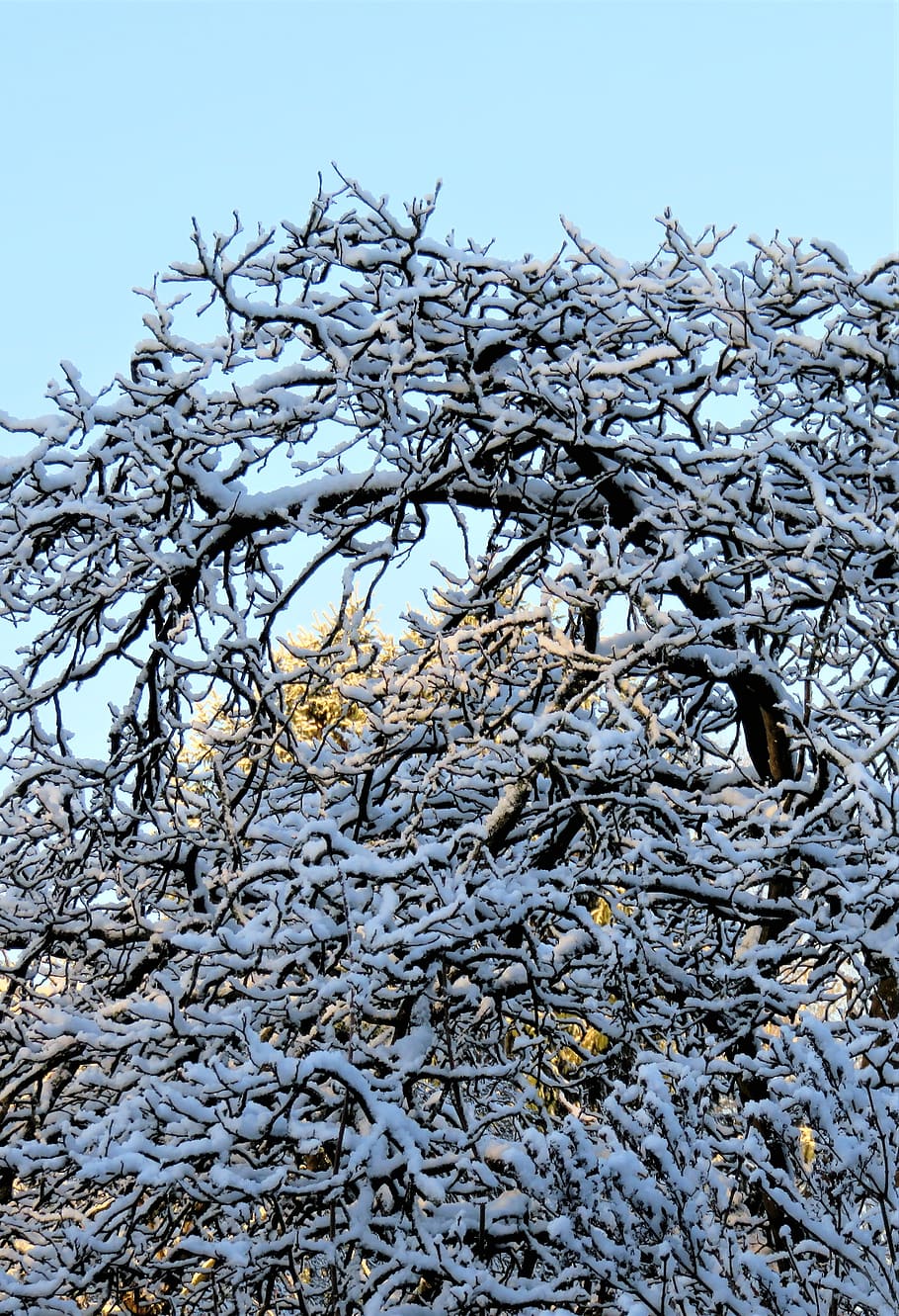 winter, snow, tree, snowy branches, powder snow, sunshine, cold HD wallpaper