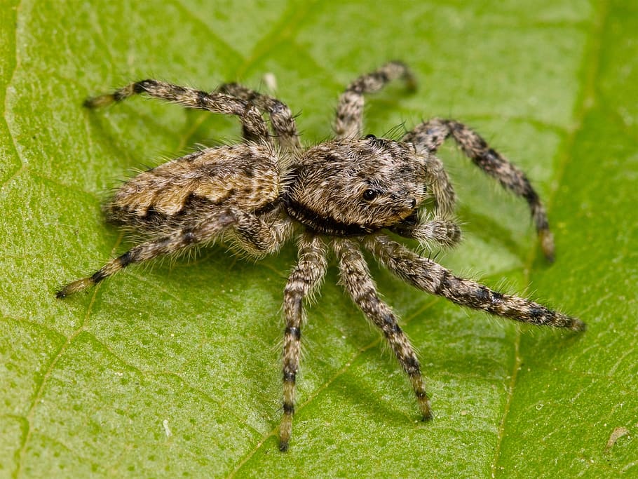 jumping, spider, animal, insect, nature, animal themes, animal wildlife HD wallpaper