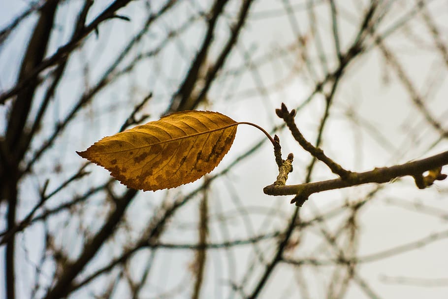 stand alone, leaf, fall, tree, plant, plant part, close-up HD wallpaper