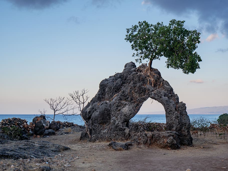 green tree, sky, water, plant, solid, rock - object, sea, tranquility HD wallpaper