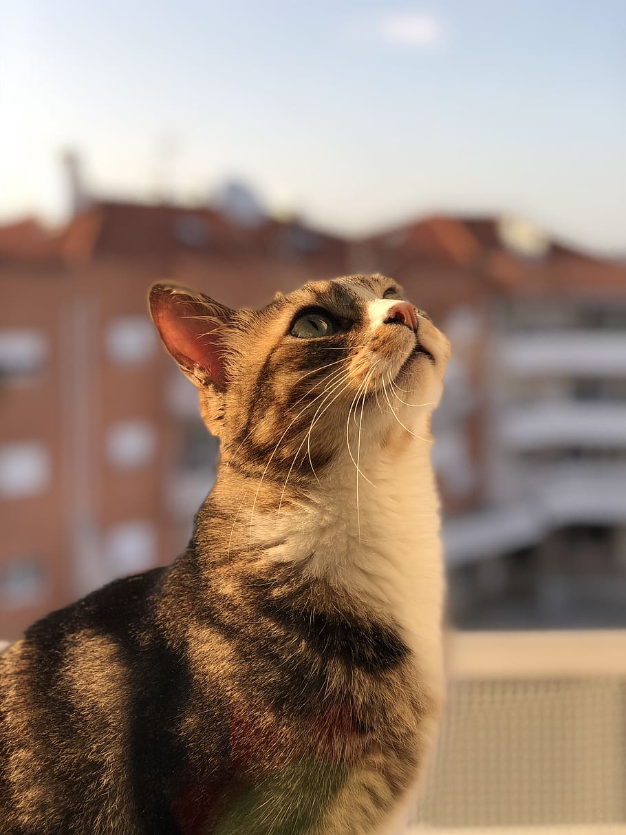cat, pet, looking, sunset, iphone, portrait, one animal, animal themes HD wallpaper