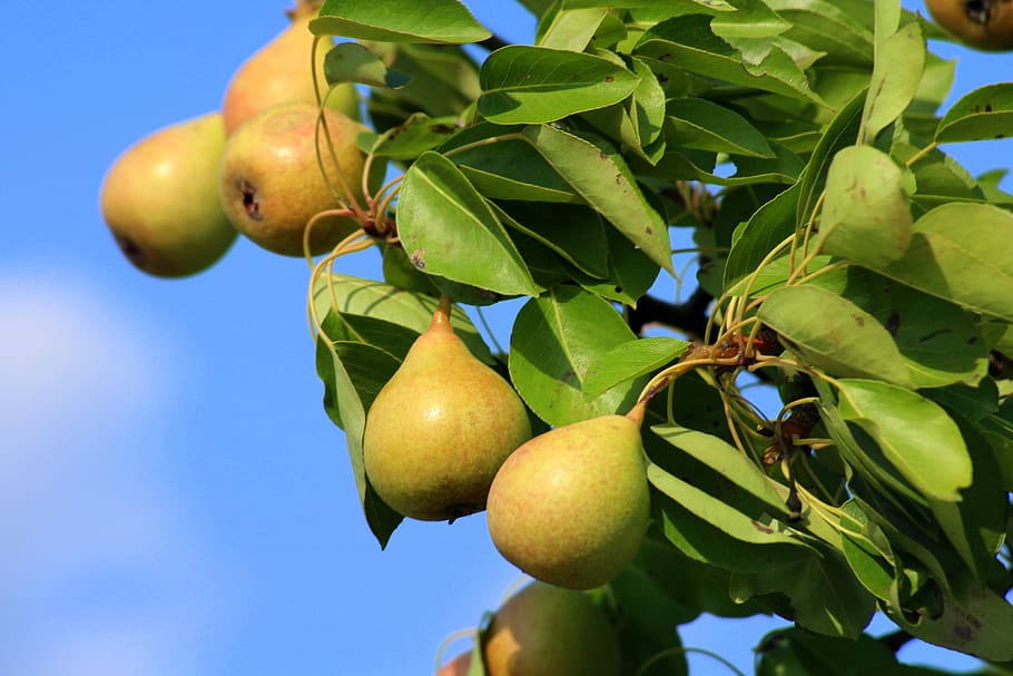 pears, wild pear, fruit, maturation, summer, nature, food, green HD wallpaper