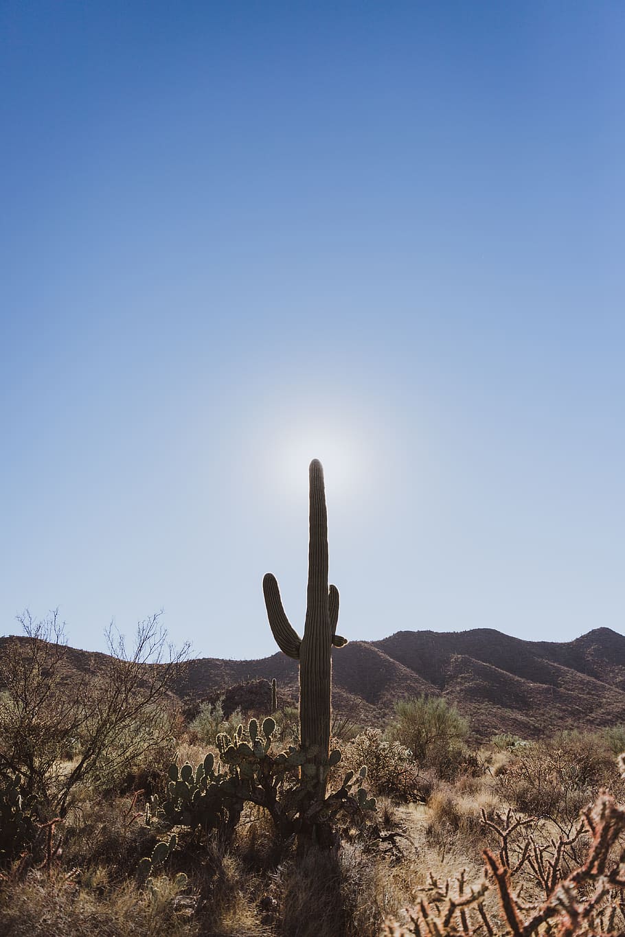 united states, saguaro national park, cacti, desert, arizona, HD wallpaper