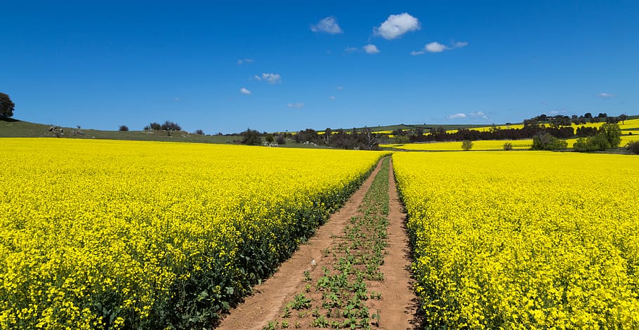 australia, galong, canola, fields, flowers;, landscape, yellow HD wallpaper