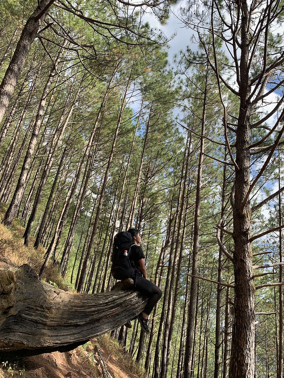 Photo of Person Sitting on Tree Stump in Forest, backpacker, daylight HD wallpaper