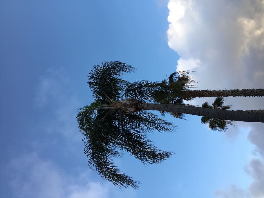 sky, low angle view, plant, tree, cloud - sky, blue, nature HD wallpaper