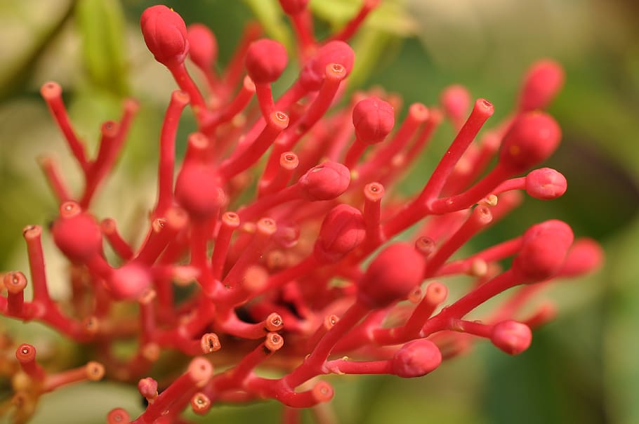 flower, close-up, freshness, growth, beauty in nature, plant HD wallpaper