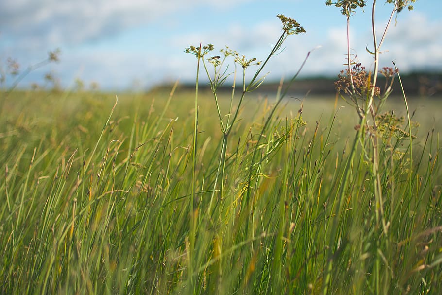canada, saint-michel-de-bellechasse, grass, nature, green, country HD wallpaper