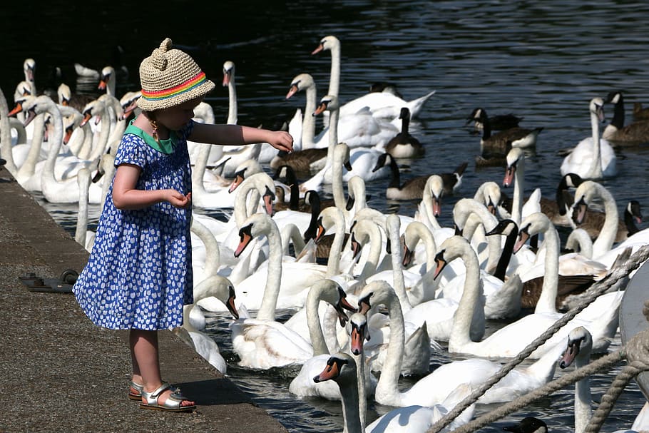 girl feeding flock of swan and geese on body of water during daytime, HD wallpaper