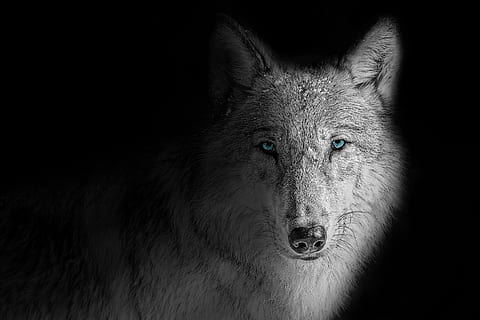 wallpaper, background, wolf, animal, beast, black, dark, dog HD wallpaper