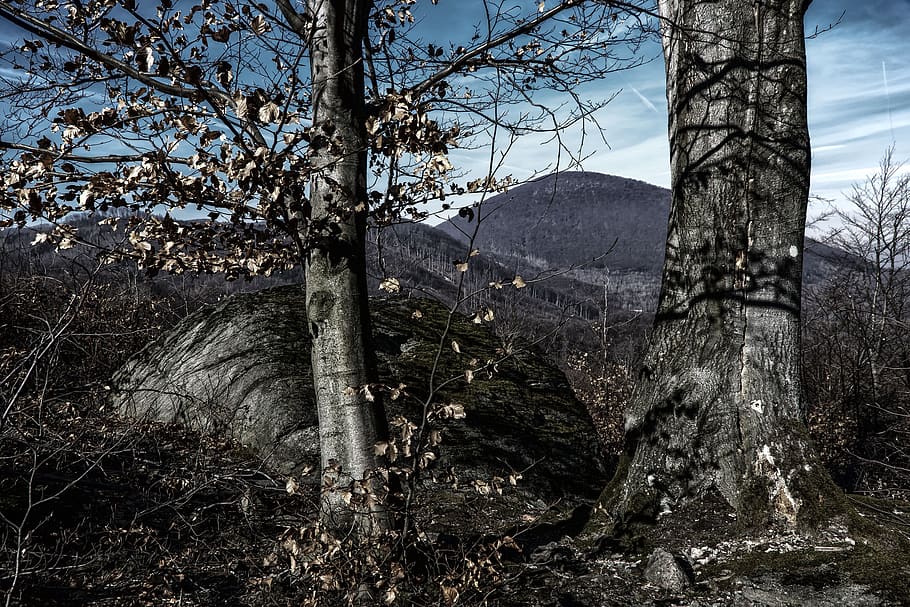 mountains, forests, trees, nature, clouds, stone, plant, trunk HD wallpaper