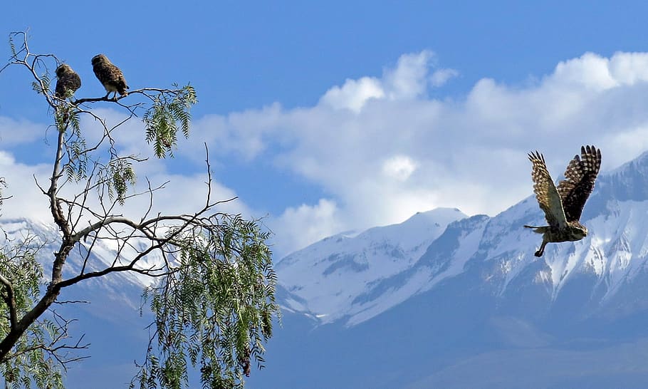 owls, mountains, trees, chachani, peru, arequipa, birds, flight HD wallpaper