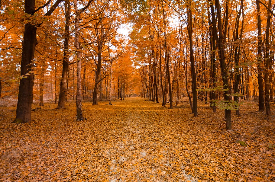 Trees during Fall, branches, color, colorful, environment, foliage HD wallpaper