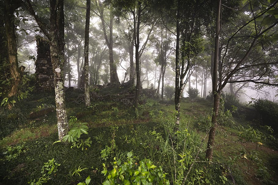 Forest Trail, dawn, daylight, environment, fog, foggy, grass HD wallpaper