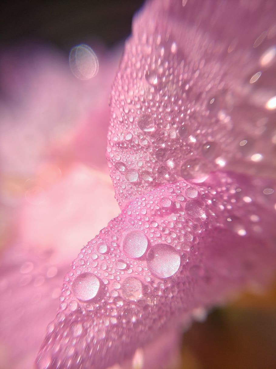 macro, flower, petal, pink, water, droplets, phone wallpaper HD wallpaper