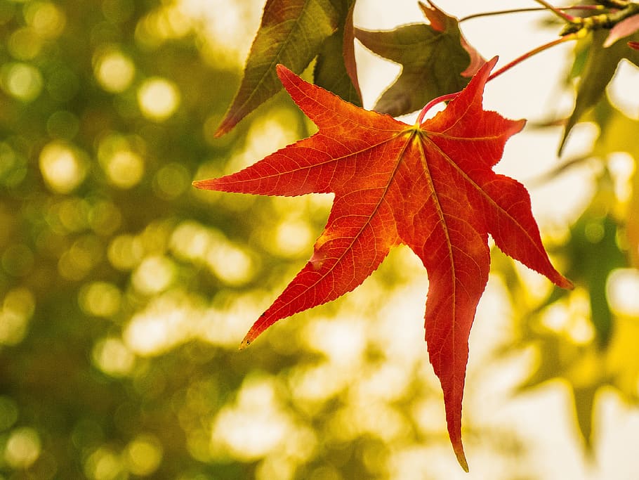 leaf, maple, autumn, fall color, bright, plant part, red, tree HD wallpaper