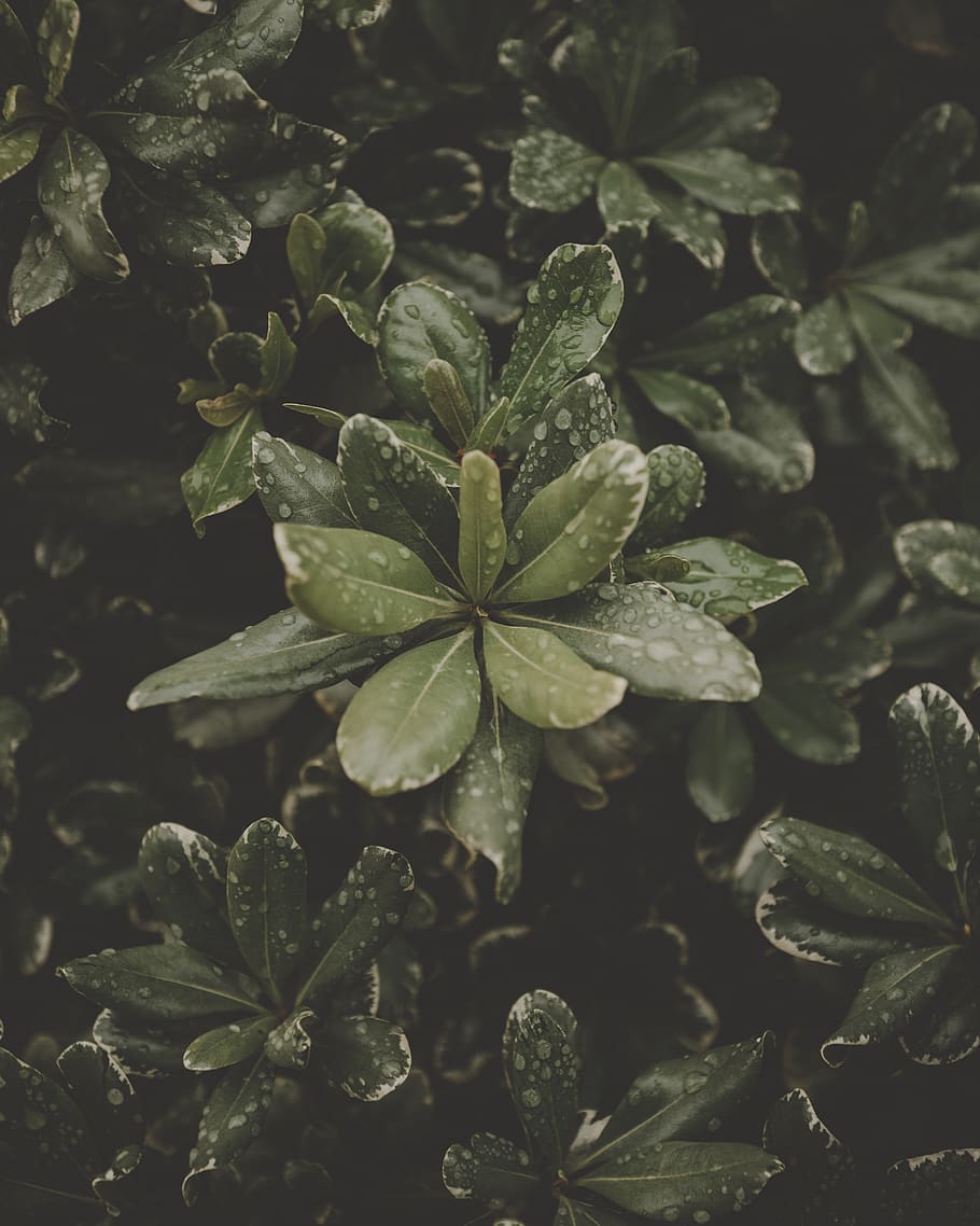 green-leafed potted plants, plant part, growth, beauty in nature HD wallpaper