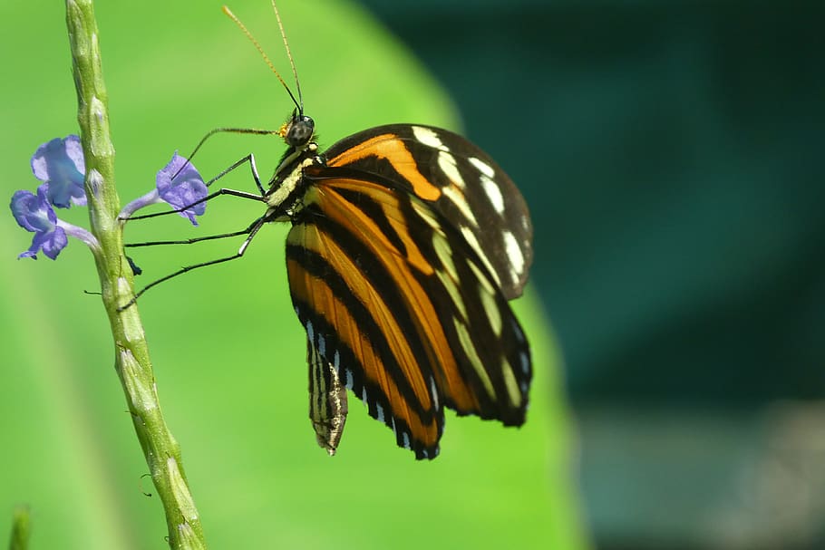 butterfly, nature, insect, wing, close up, macro, animal themes HD wallpaper