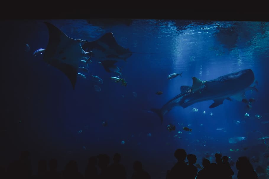 blue whale view, water, human, person, sea life, animal, united states