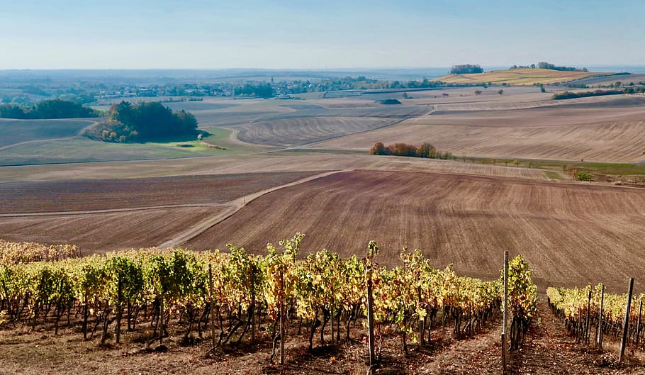 vineyard, vines, winegrowing, autumn, rebstock, agriculture HD wallpaper