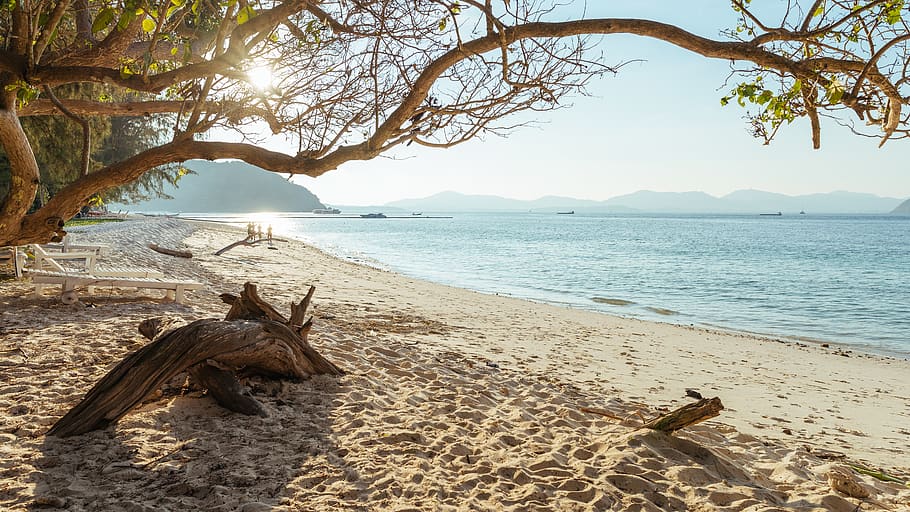 seashore during daytime, water, beach, land, tree, nature, sand HD wallpaper